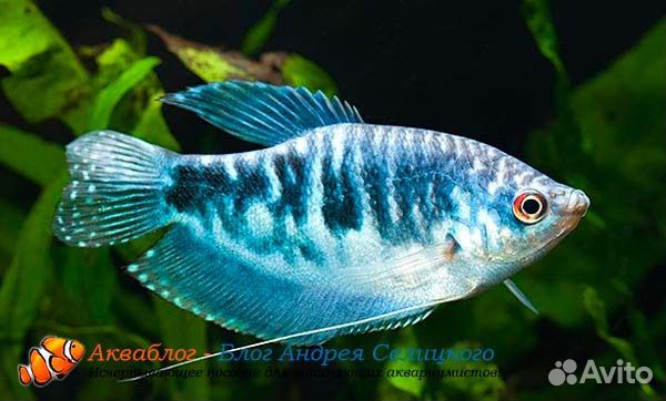 Гуппи черные и гуппи Эндлера