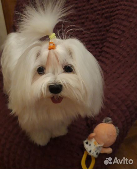 Вязка. Кобель. Мальтезе