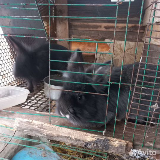 Кролики Львиная голова и карликовый