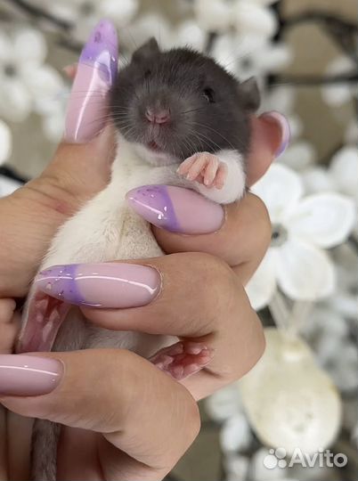 Крысята Дамбо. Крыса дамбо, Крысята