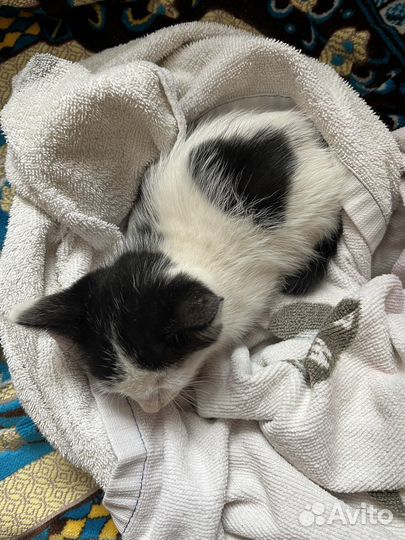 Котенок в любящую семью