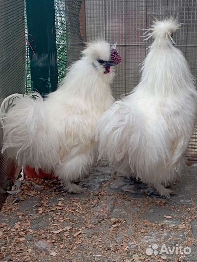 Петух. Китайский шёлковый