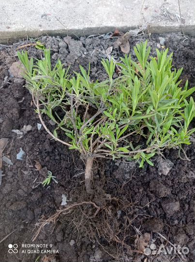 Лаванда саженцы