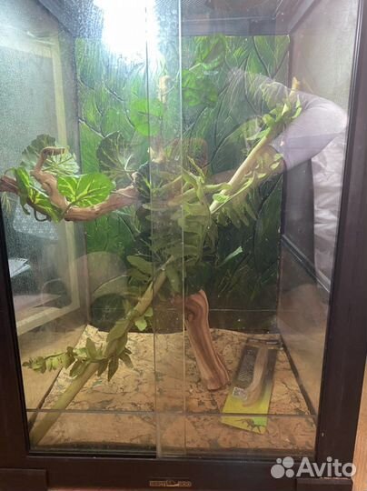 Террариум для рептилий