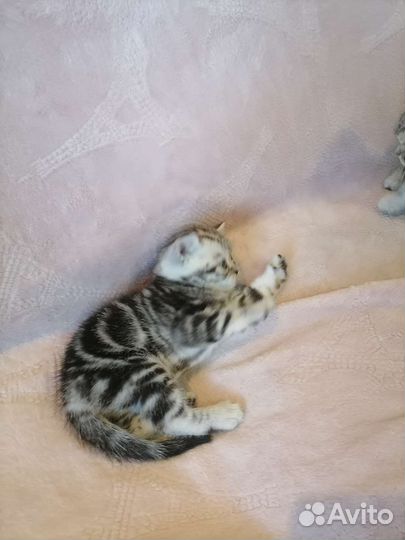 Шотландские котята