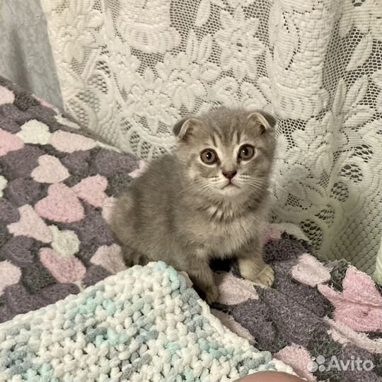 Шотландский вислоухий кот