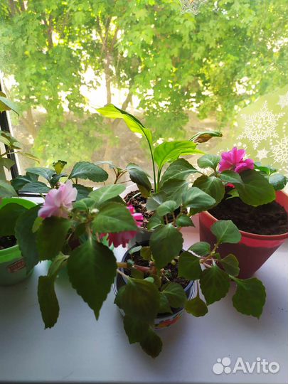 Продам цветы комнатные