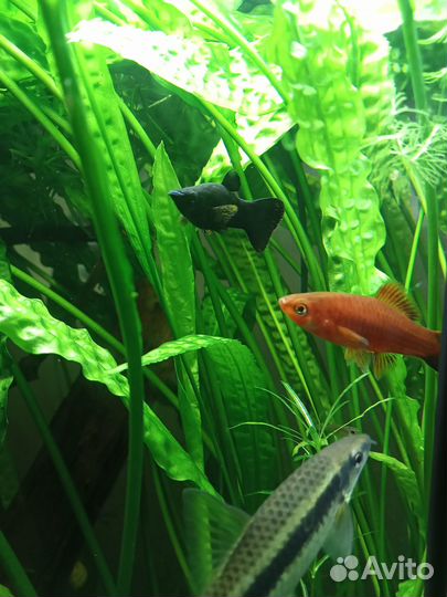 Аквариумное Растение высокорослое