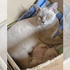 Европейская бурманская, взрослая кошка