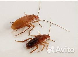 Кормовые насекомые и мыши