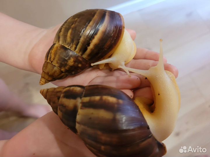 Улитки ахатины