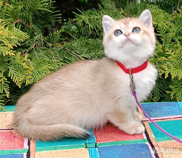 Кошка британская золотая шиншилла