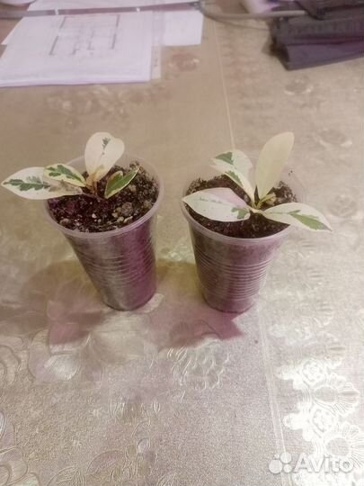 Фикус альбомаргината