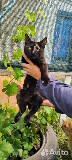 Котенок