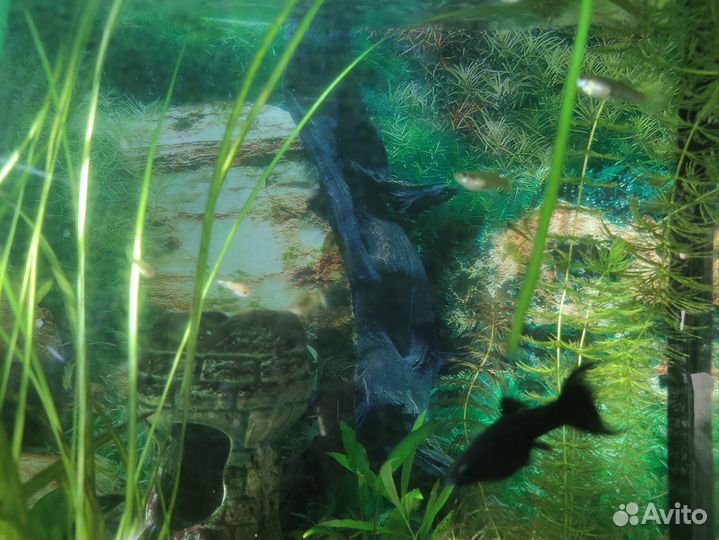 Аквариумные рыбки меченосцы