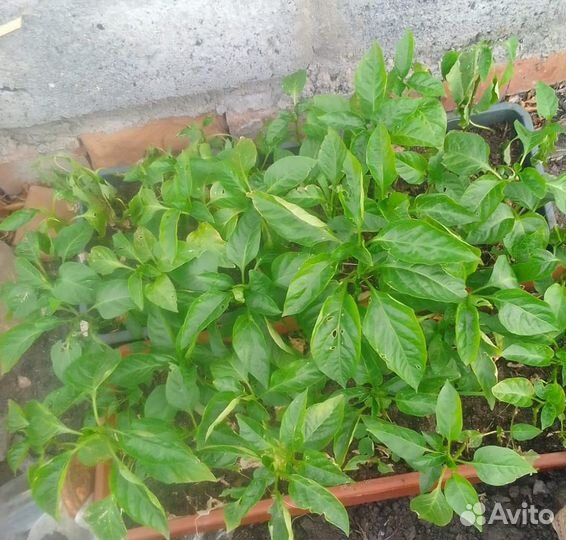 Рассада овощей, ягод и цветов