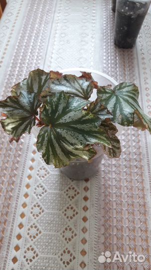 Тростниковые бегонии(кейн) и Грифон