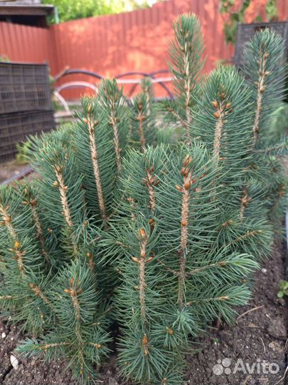 Сеянцы ели колючей