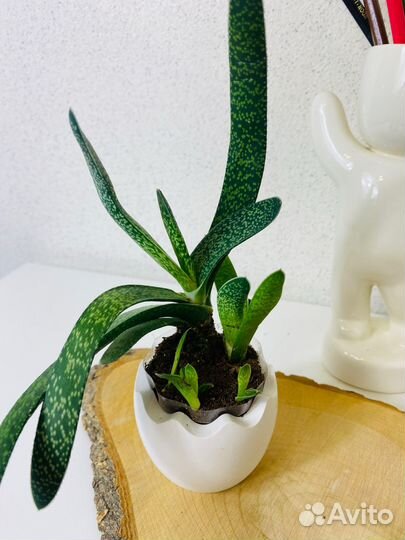 Суккуленты