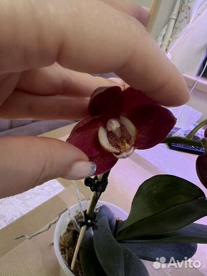 Орхидея Cobrion peliric Sonya