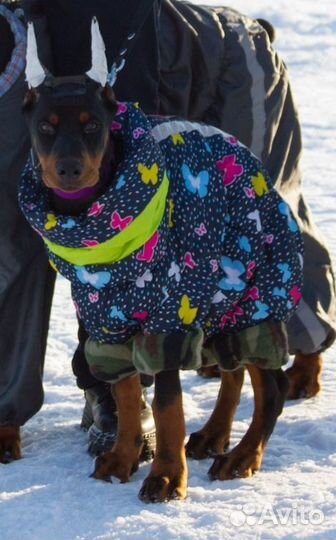 Зимний комбинезон для собаки