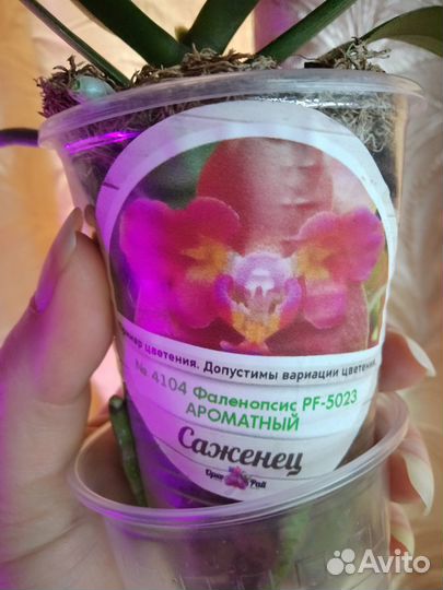 Подростки орхидей