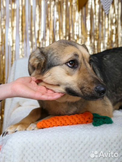 Собака в добрые руки отдам бесплатно