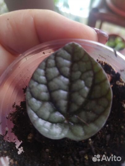 Пеперомии кустовые