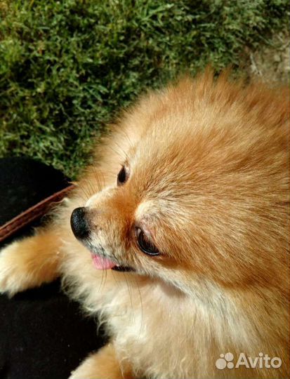 Зоогостиница, передержка животных