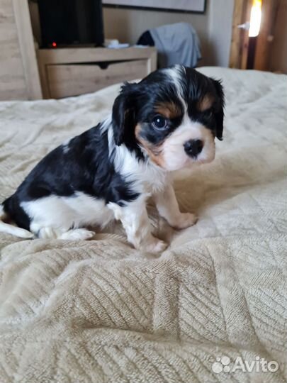 Кавалер кинг чарльз спаниель