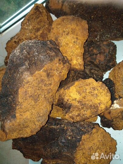 Чага Берёзовая