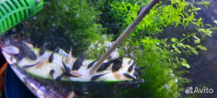 Сомики анцитрусы серые и розовые