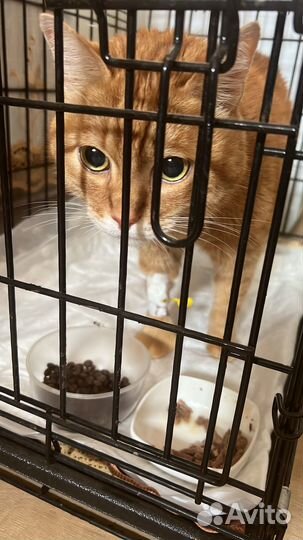 Ветеринарный врач выезд на дом