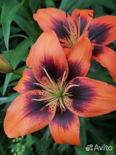 Саженцы лилии