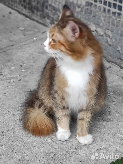 Кошка в дар бесплатно