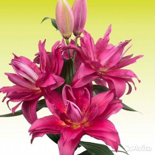 Луковицы лилий махровых (розелили)