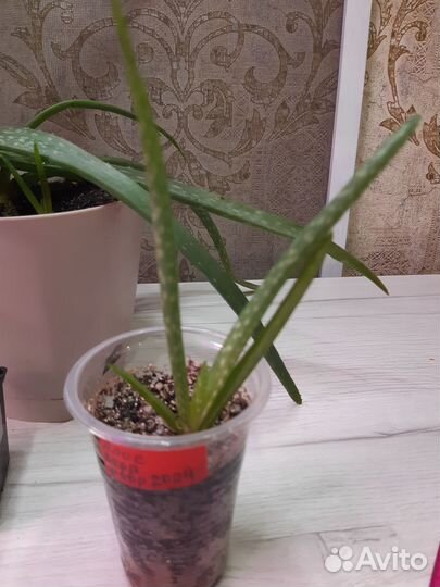 Алоэ Вера комнатное растение