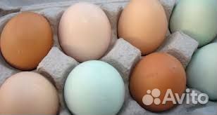 Яйца на инкубацию