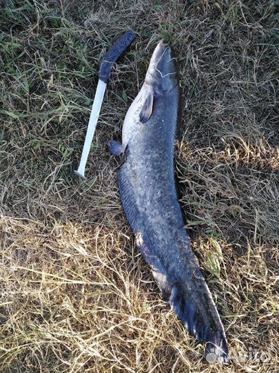 Квок на сома