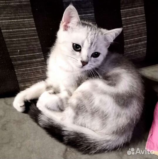 Котята