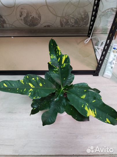 Кодиеум кротон