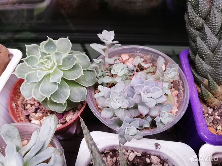 Суккуленты