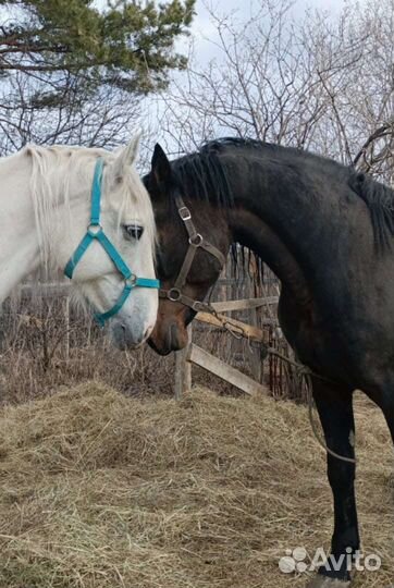 Орловский рысак