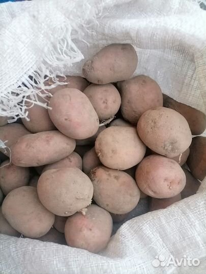 Картошка семенная и обычная для еды