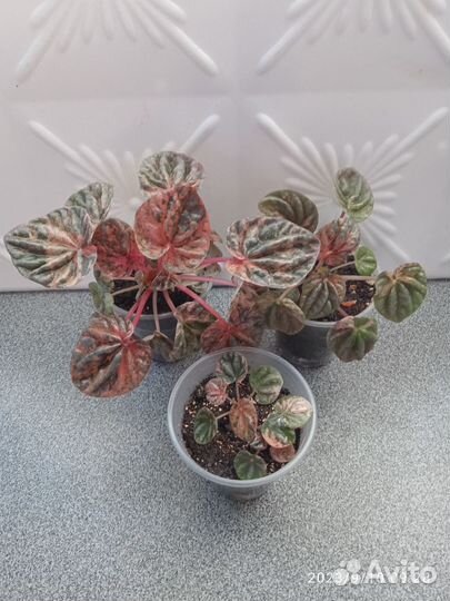 Пеперомии, сингониум Орм нак Грин, Толмия