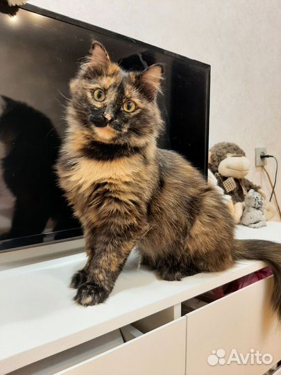 Молодая кошечка ищет дом