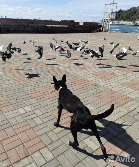 Бельгийская овчарка малинуа