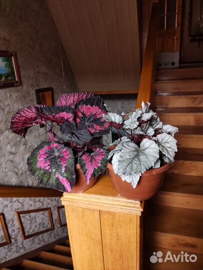 Бегония королевская