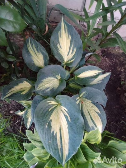 Сортовые хосты №2