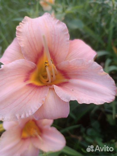 Многолетники для сада